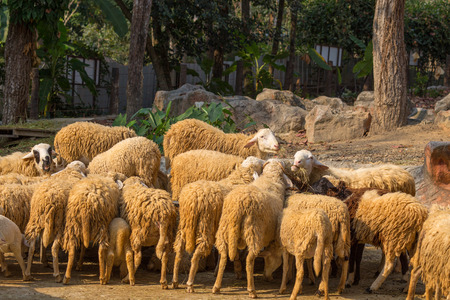 Flock of sheepの写真素材
