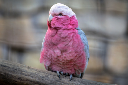 Pink cockatoo portaitの写真素材