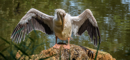 Pelican portraitの写真素材