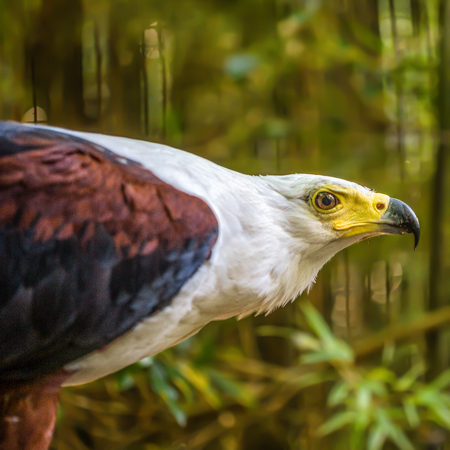Golden eagleの写真素材