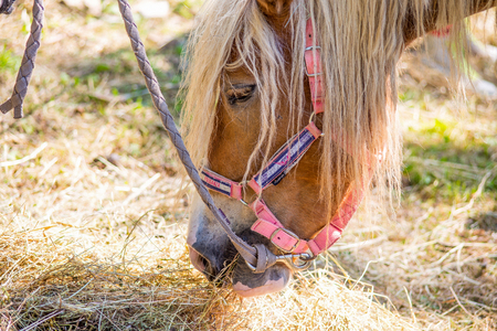 Horse portraitの写真素材