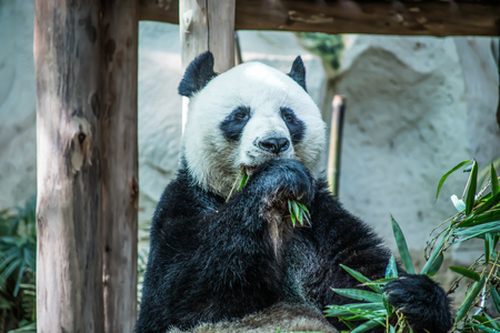 CHIANG MAI, THAILAND, FEBRUARY, 19, 2017 - Big panda is eating bamboo in Chiang mai Zoo, Thailandのeditorial素材