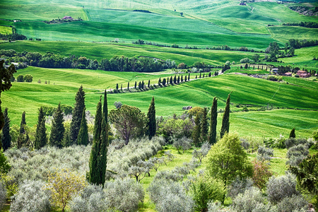 Panoramic view of typical tuscany countryside with cypress and meadow, Siena province, Italy.のeditorial素材