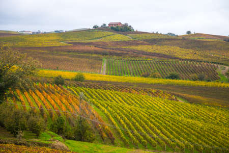 Hills of vineyards in autumn in Piedmont, Italy.