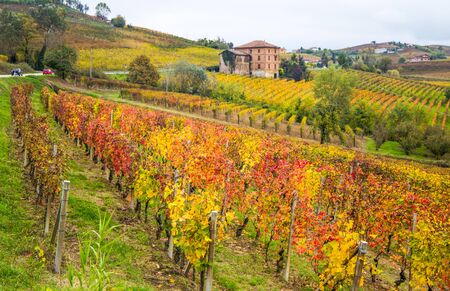 Hills of vineyards in autumn in Piedmont, Italy.の写真素材