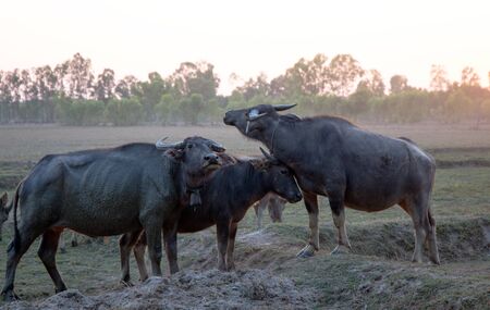Buffalo herd in a countryside village, Thailand.