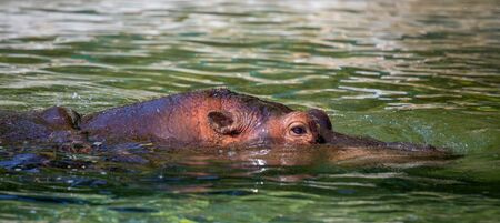 Hippopotamus on the water close up
