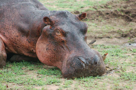 Hippo, Relaxの写真素材