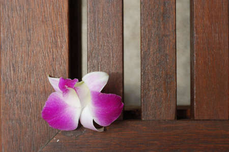 Orchidea Flower on wood deckの写真素材