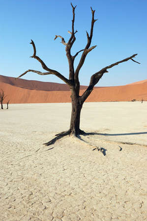 Dry terrain, dead tree and red dune - Lack of water. Namibia, Deadvlei, Sossuvlei.の写真素材