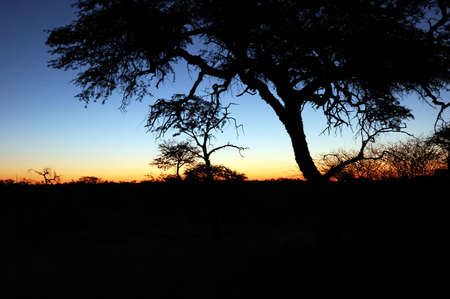 Beautiful african sunset , with acacia tree silhouette.の写真素材