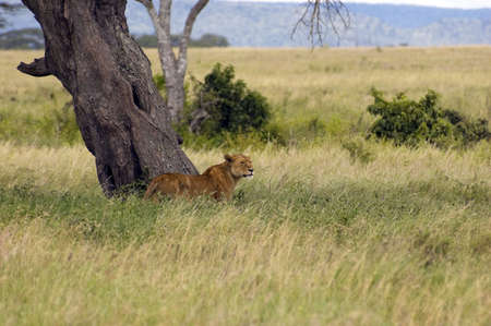 Lioness under the acacia tree - Safari in the Serengeti National Park - Tanzaniaの写真素材
