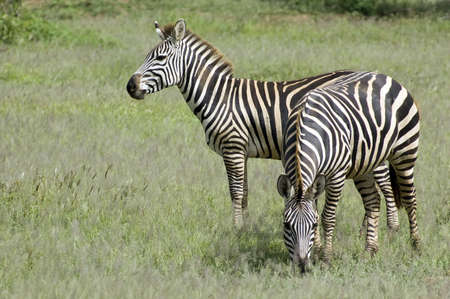 Two beautiful zebra in the grass - Serengeti - Tanzaniaの写真素材
