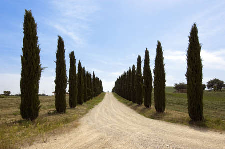 Tuscany Classic white gravel Road with cypress.の写真素材