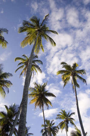 palm trees on the sky