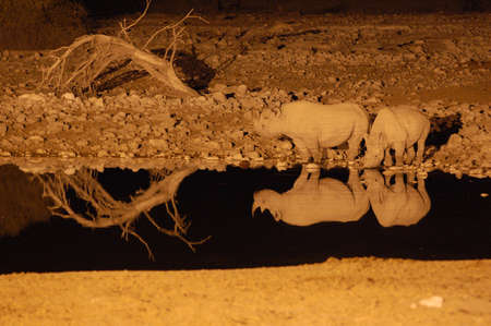 Rhino at a waterhole in the night - Etosha Park, Namibiaの写真素材