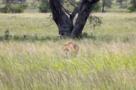 Lioness in the grassの写真素材