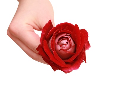 red rose in a female handの写真素材