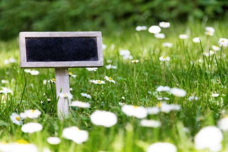 Blank signboard in the meadow and flowers