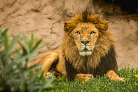 leon