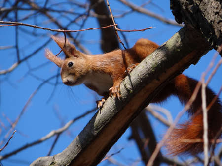 red squirrel