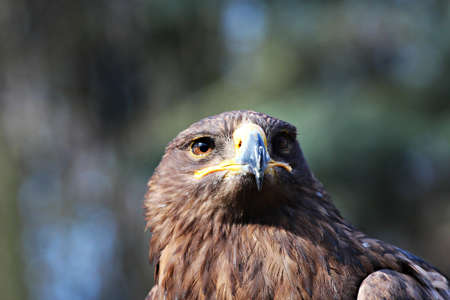Portrait of the eagle