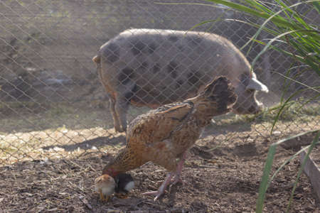 Chickens, chicks and pigs on the farm.の写真素材