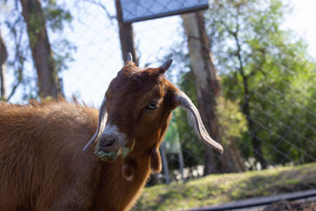 Brown goat eating in the farm.の写真素材