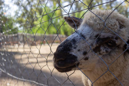 White sheep in the farm.の写真素材