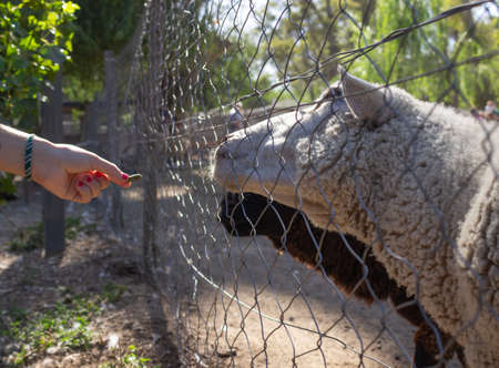 Person feeding a sheep in the farm.の写真素材