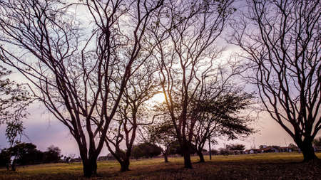 Silhouette of tree in the park at sunset, stock photo