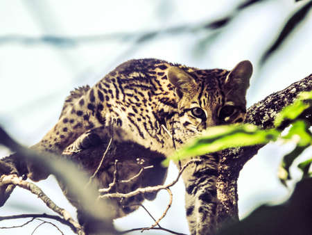 Leopard in a tree in Serengeti National Park, Tanzaniaの写真素材