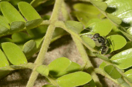 Black ant (scientific name Camponotus crassus) on leavesの写真素材