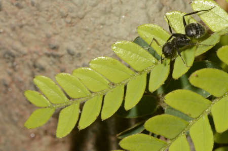 Black ant (scientific name Camponotus crassus) on leavesの写真素材