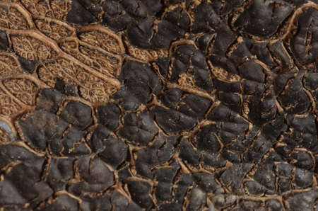 Macro of a texture of a dry leafの写真素材