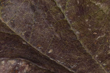 Macro of a texture of a dry leafの写真素材