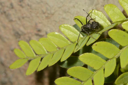 Black ant (scientific name Camponotus crassus) on leavesの写真素材