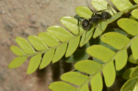 Black ant (scientific name Camponotus crassus) on leavesの写真素材
