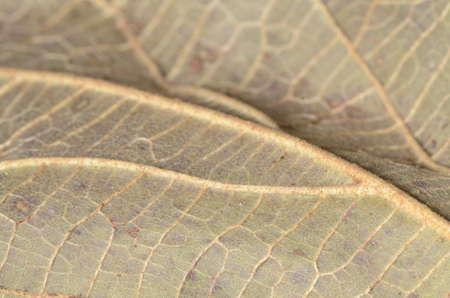 Macro of a texture of a dry leafの写真素材