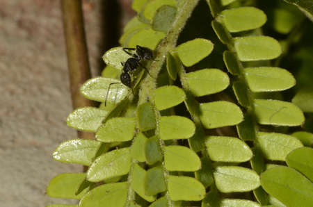 Black ant (scientific name Camponotus crassus) on leavesの写真素材