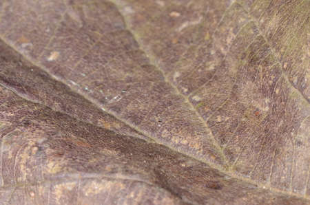 Macro of a texture of a dry leafの写真素材