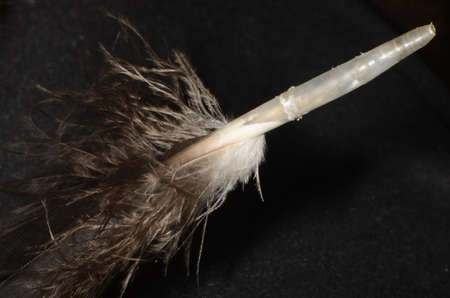 Macro of a black quill feather tipの写真素材
