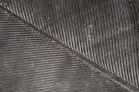 Macro of a black quill feather textureの写真素材