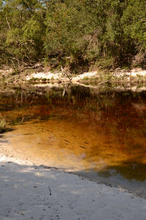 River with sand and fishes at Rio Preto State Park in Minas Gerais called Prainha (translate to little beach)の写真素材