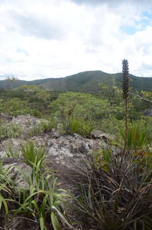 Vriesea Bromeliads from brazilian cerrado (family Bromeliaceae) at natureの写真素材