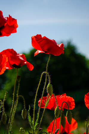 Close up of a red flower in the wind.の写真素材
