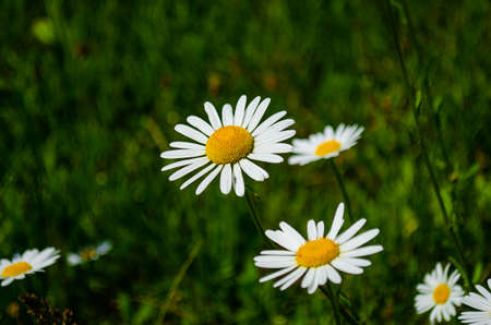 Sunflower in the wind.の写真素材