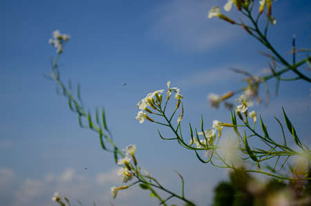 Picture of a Flower in the wind with a blue sky in the background.の写真素材