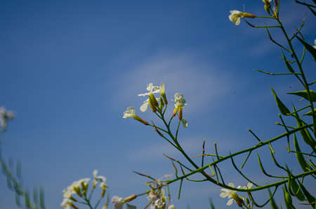 Picture of a Flower in the wind with a blue sky in the background.の写真素材