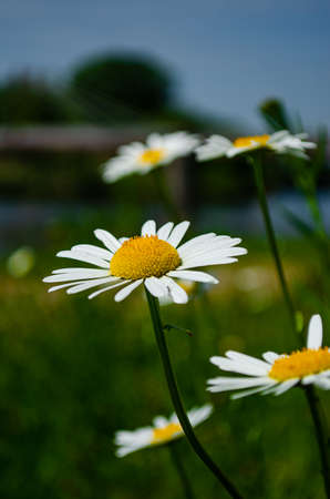 Sunflower in the wind.の写真素材